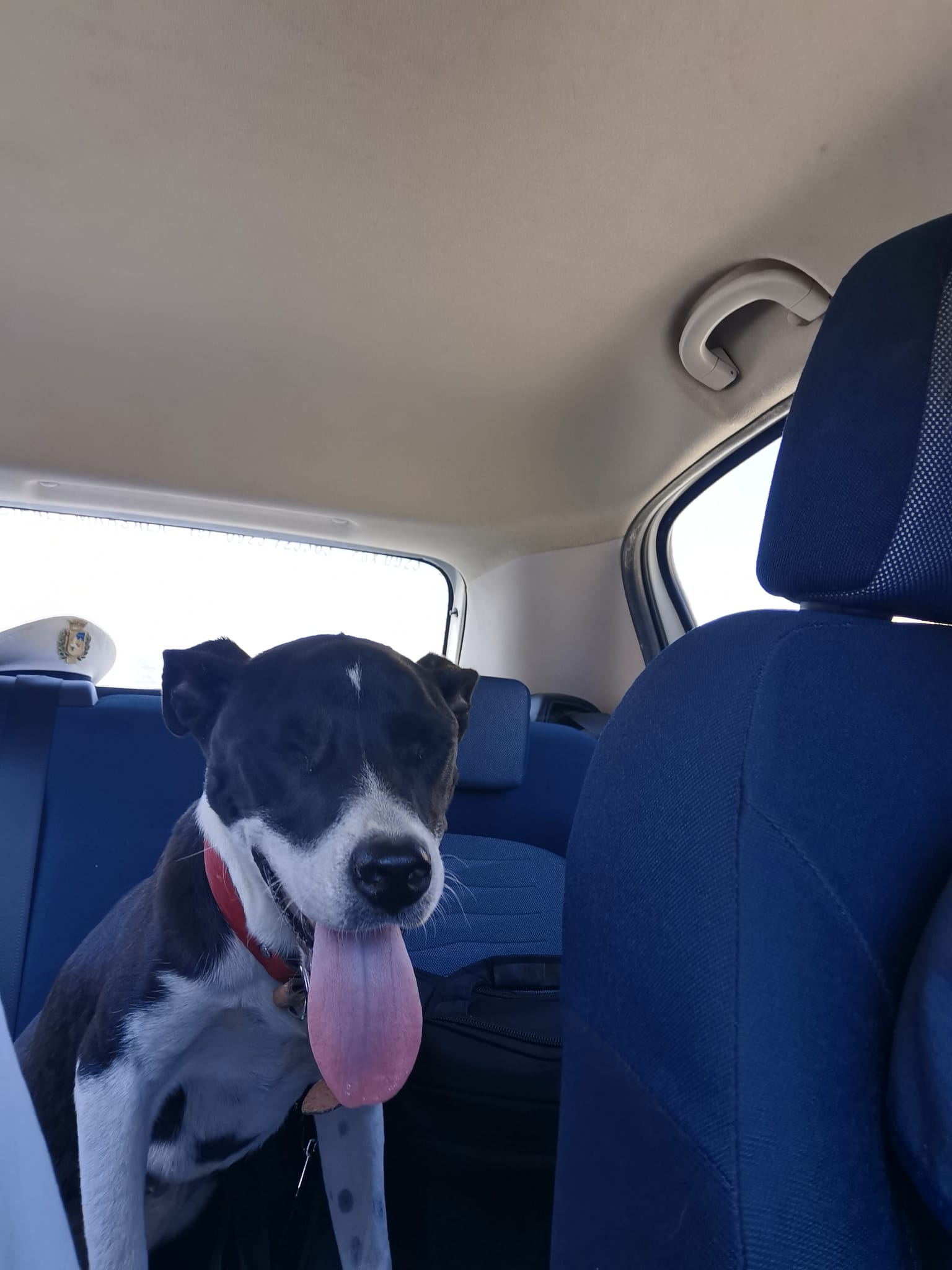 Marsala: ritrovato il pitbull rubato al Canile, individuato l’autore