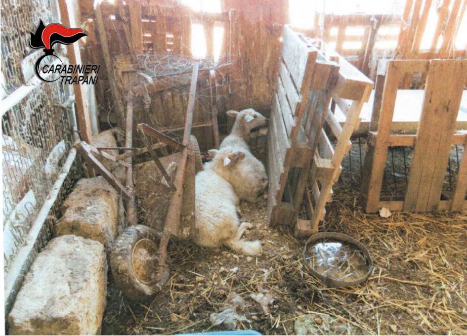 Trapani: 73enne aveva una fattoria di animali in pessimo stato, denunciato
