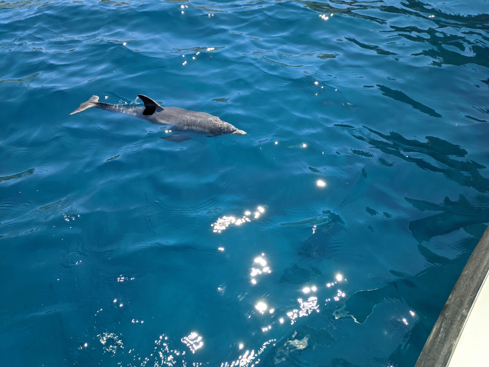 Delfino disorientato, salvato dalla Guardia Costiera di San Vito Lo Capo