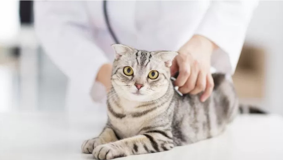 Trapani: conclusa la campagna di sterilizzazione straordinaria dei gatti