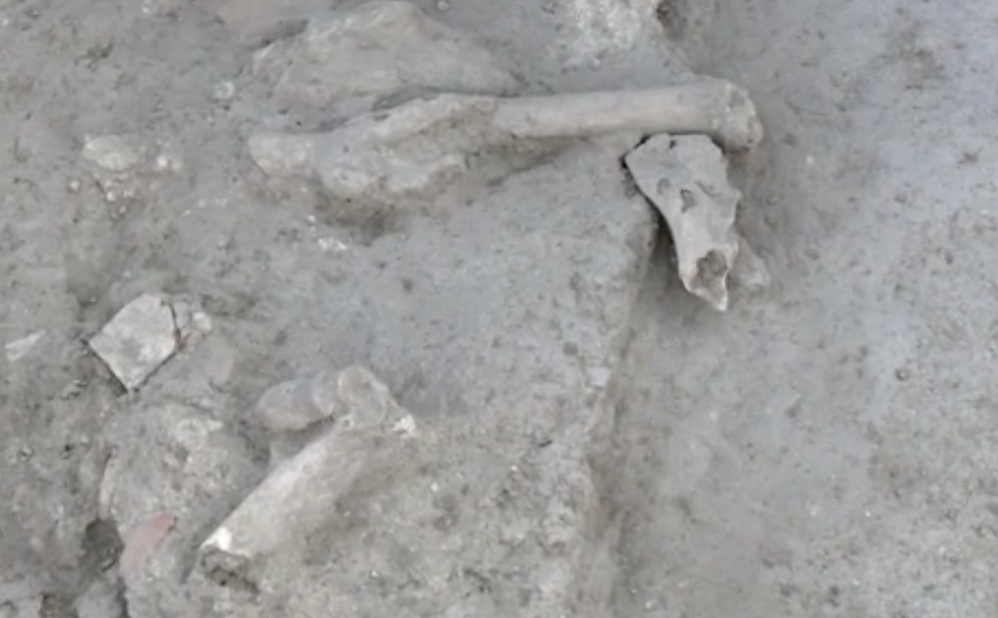 A Mozia ancora scoperte: ossa di una ragazzina e di un bovino, vasi e àncora