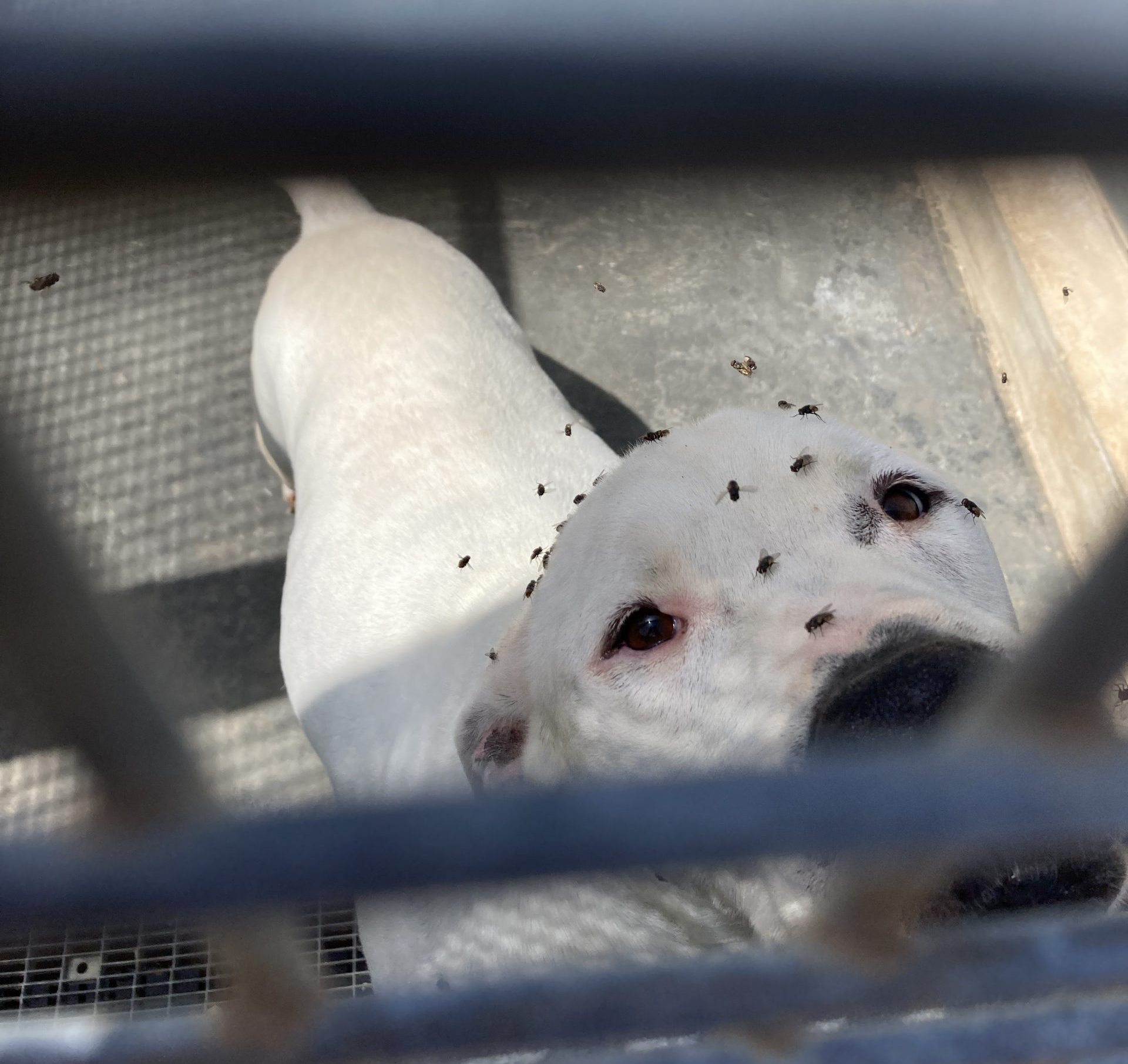 Lega Giovani: “Al Canile di Marsala i cani vivono in condizioni precarie”