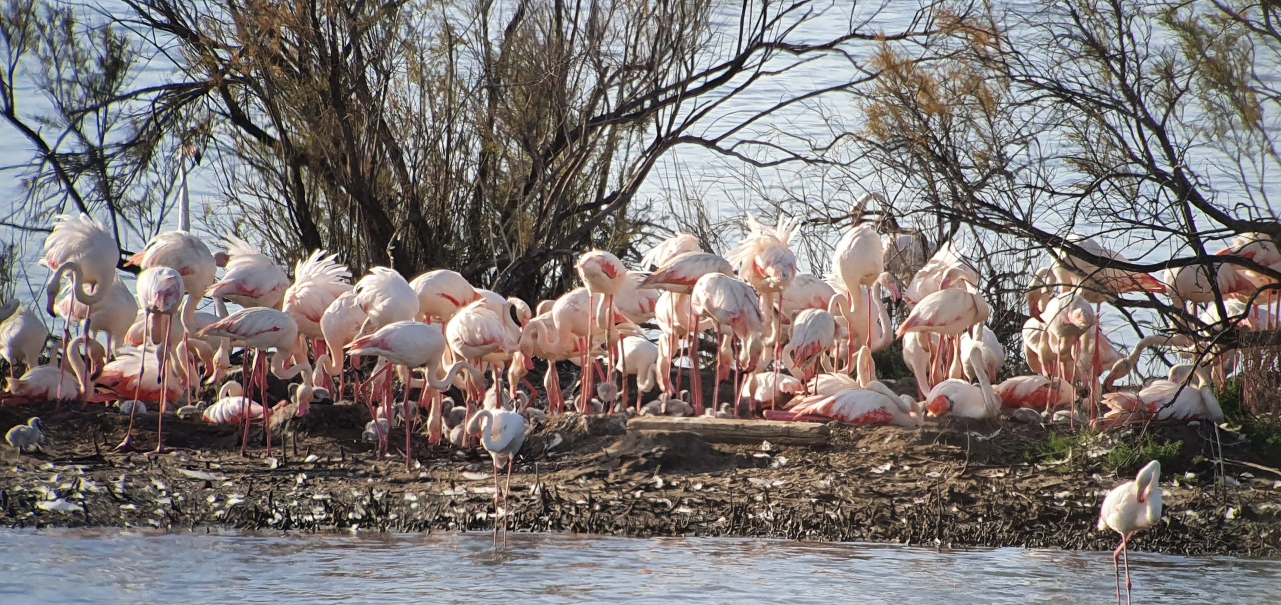 Il viaggio dei fenicotteri dalle Saline siracusane di Priolo a quelle di Trapani e Paceco, il monitoraggio di WWF