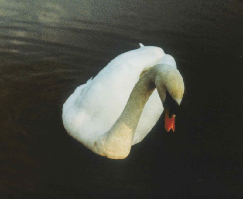 Ludovico Einaudi, il 21 gennaio esce “Underwater”