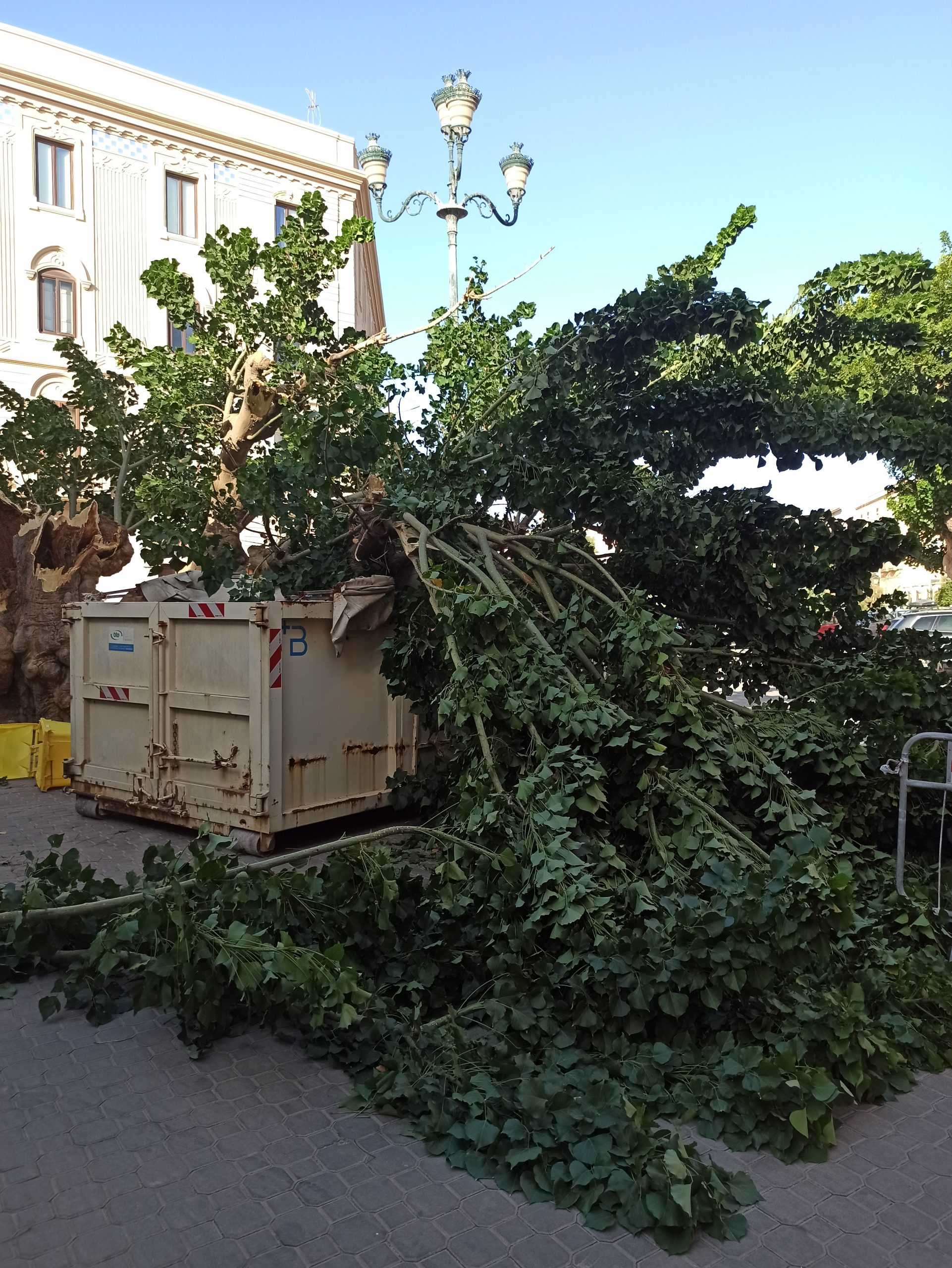 Trapani: cedimento eritrine viale Duca d’Aosta, interdizione dell’area per potatura