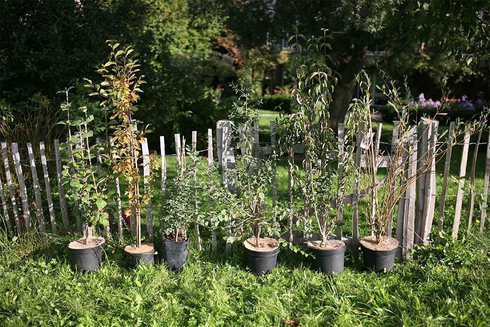 “Il valore della biodiversità autoctona nella nuova olivicoltura siciliana”, il 23 ottobre convegno a Partanna