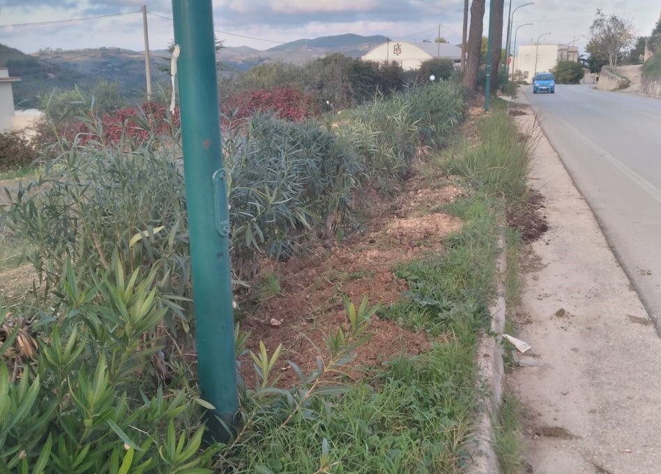Il verde pubblico di Salemi si rifà il look, nuove piante lungo le strade