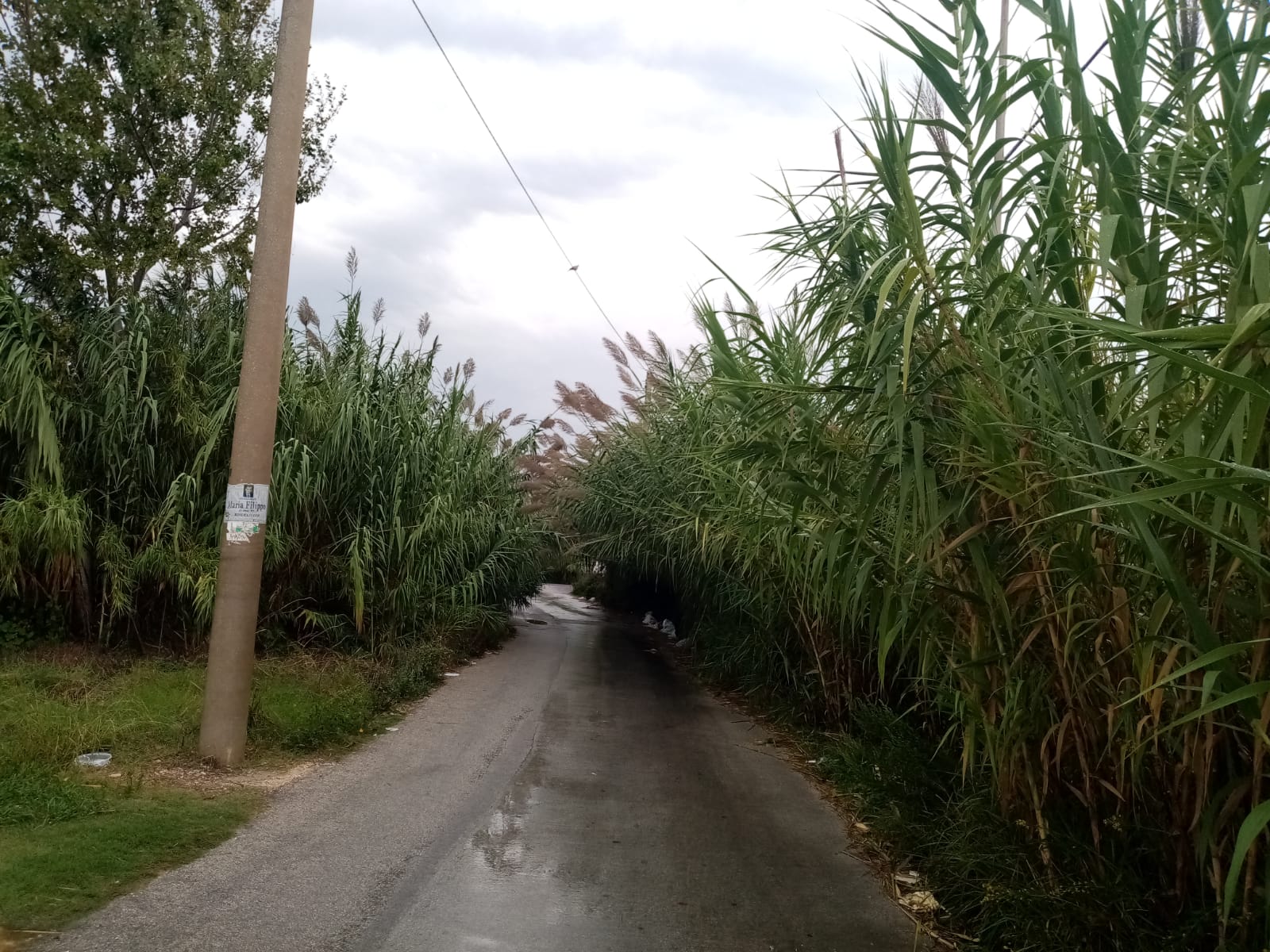 Pioggia invade via Vecchia Mazara e piega i canneti di Giunchi