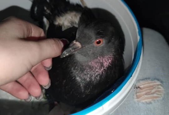 Sea Eye approda a Trapani, l’OIPA soccorre un piccione sbarcato con una migrante