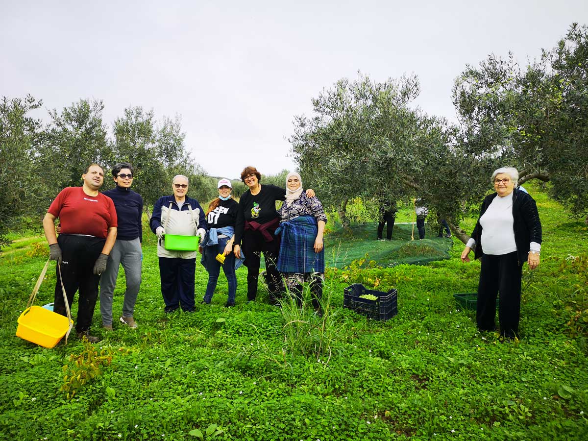 A Selinunte raccolte olive Nocellara nel fondo confiscato gestito da San Vito Onlus