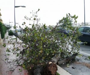 Maltempo, sradicato a Marsala un albero in viale Isonzo. Sotto monitoraggio il fiume Sossio