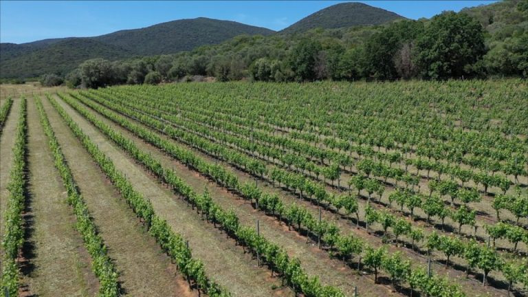 Agricoltura, giovani in prima linea per la sostenibilità