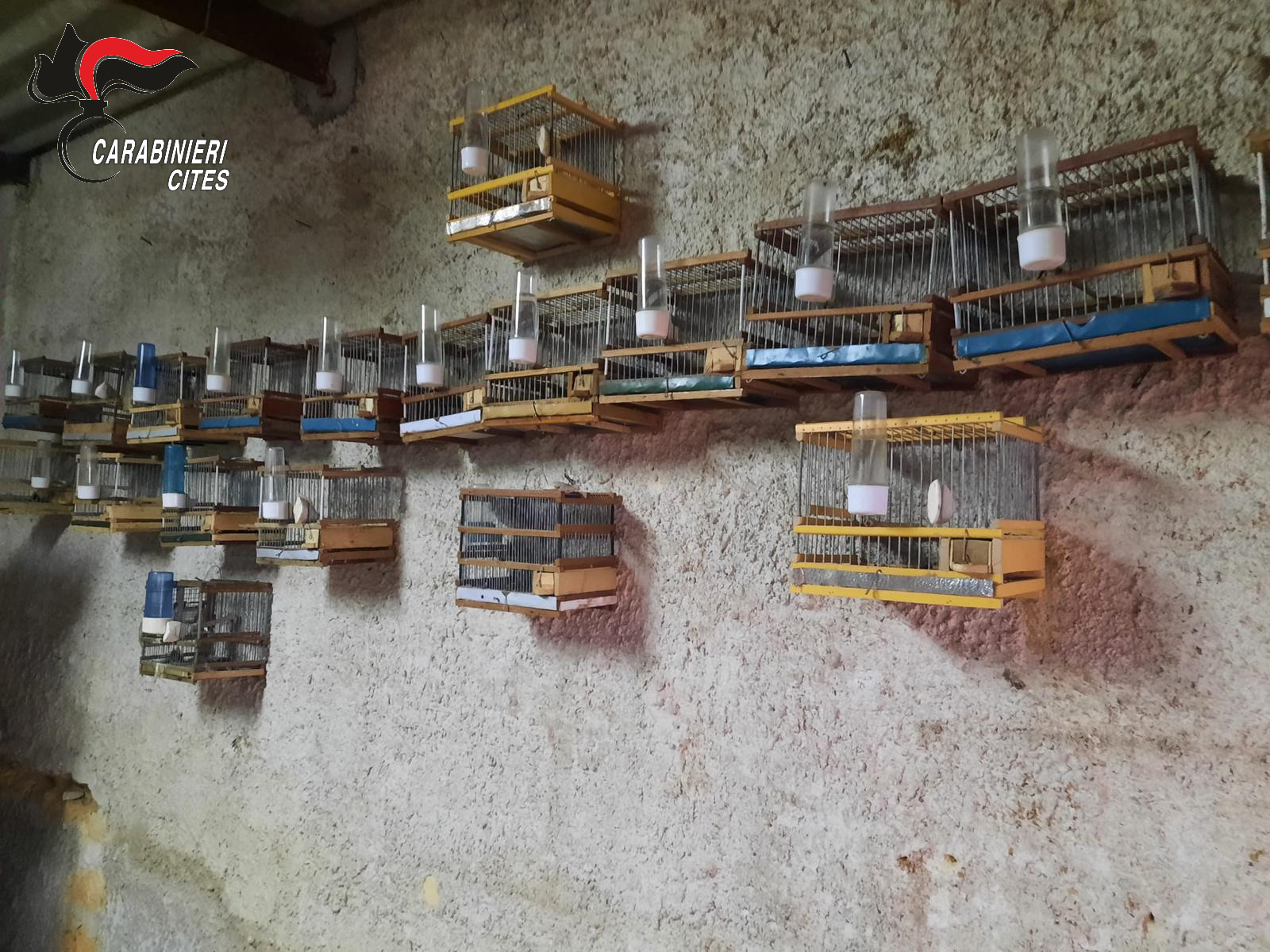 Vendita illegale di animali in via di estinzione, 23 denunce in Sicilia