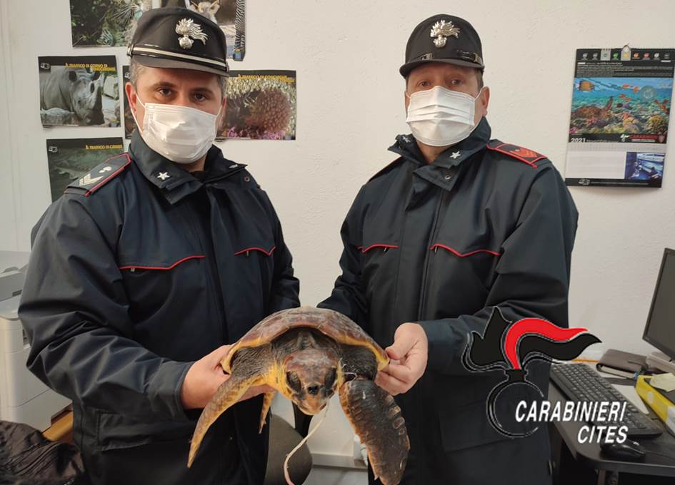Trapani: i Carabinieri Forestali mettono in sicurezza una Caretta Caretta