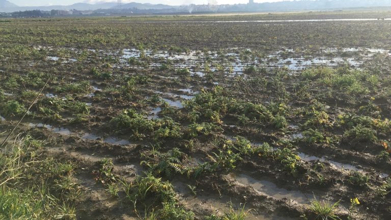 CNA: “Ristori immediati dalla Regione”, a rischio la semina dell’aglio di Nubia