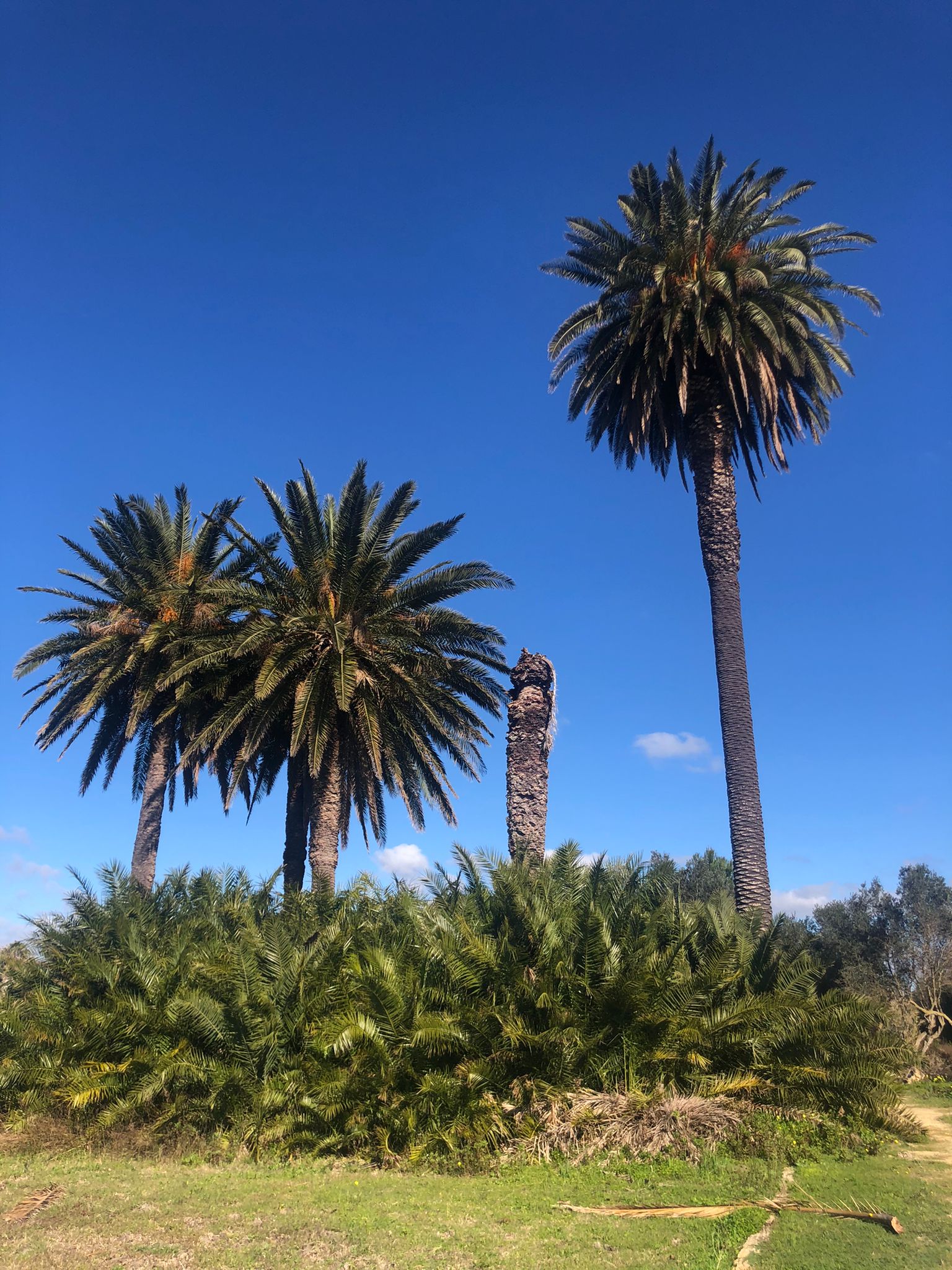 Villa Genna, il fiore all’occhiello di Marsala che nessuno vuole valorizzare