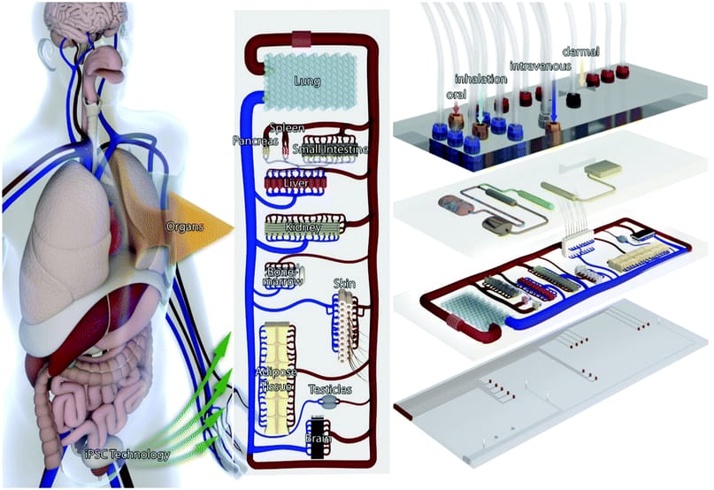 Diagnosi e terapie attraverso chip che simulano il nostro corpo: con la nanomedicina presto sarà possibile