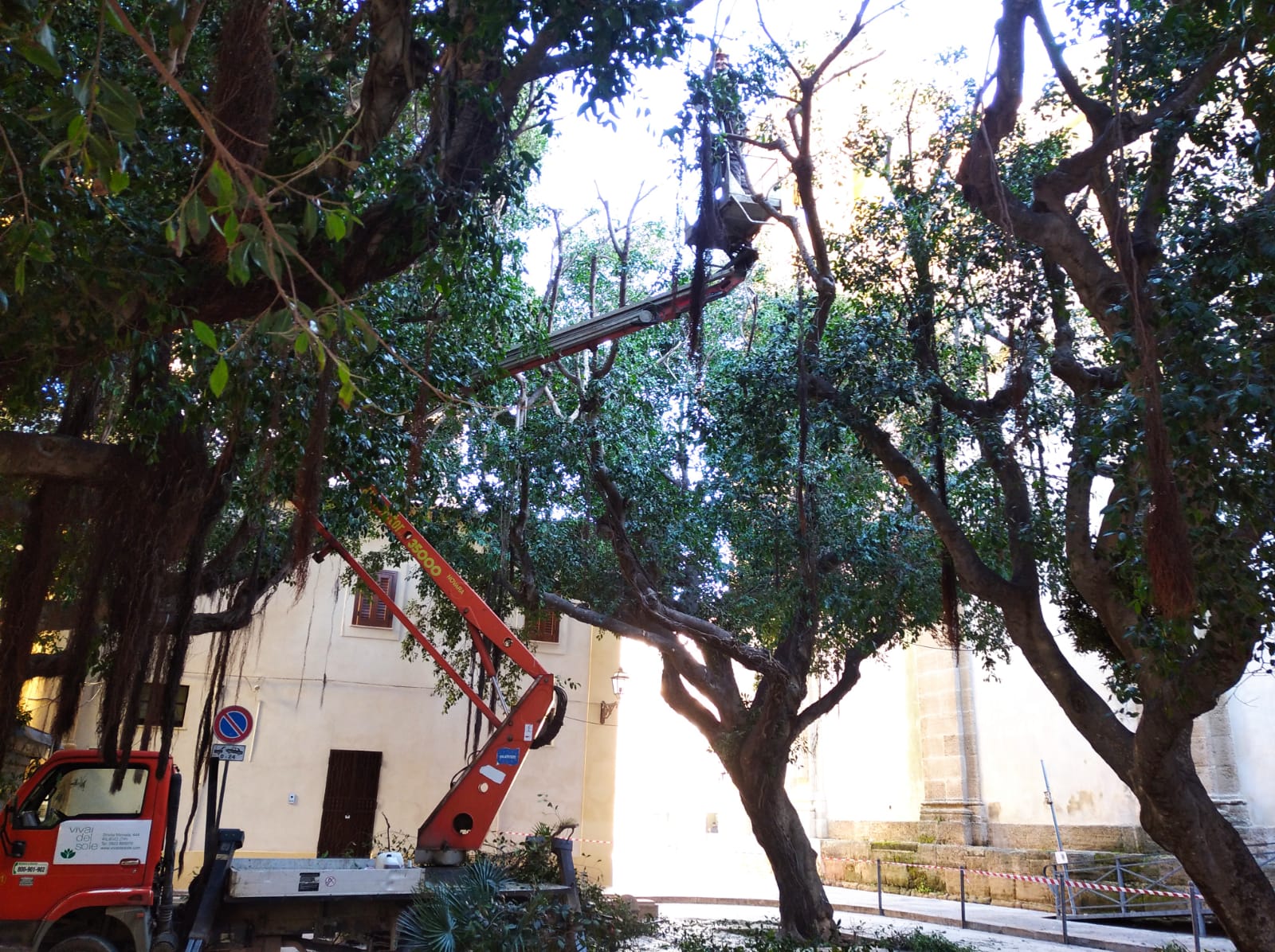 Nuovi alberi e piante a Marsala, al Lungomare tornano le palme