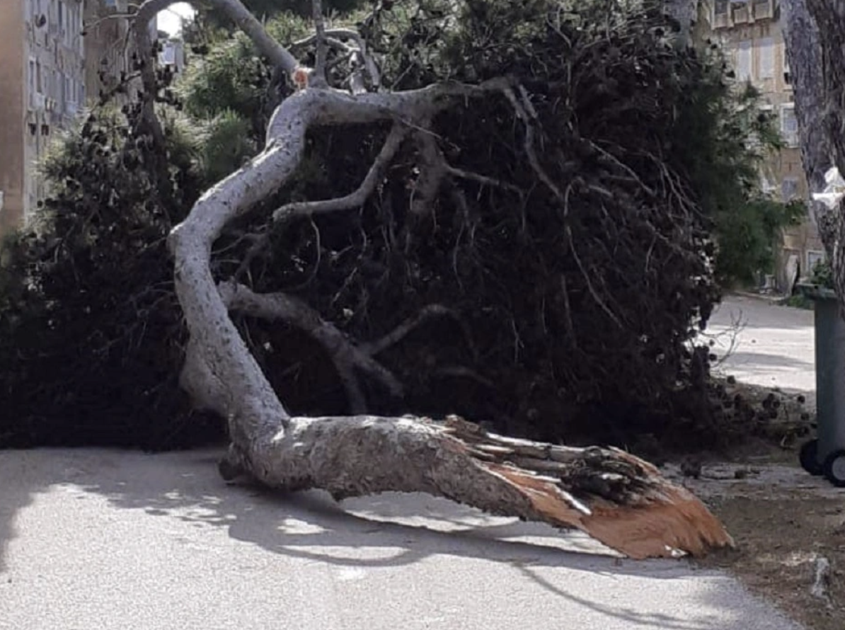 Albero cade all’interno del cimitero di Trapani, nessuna persona coinvolta