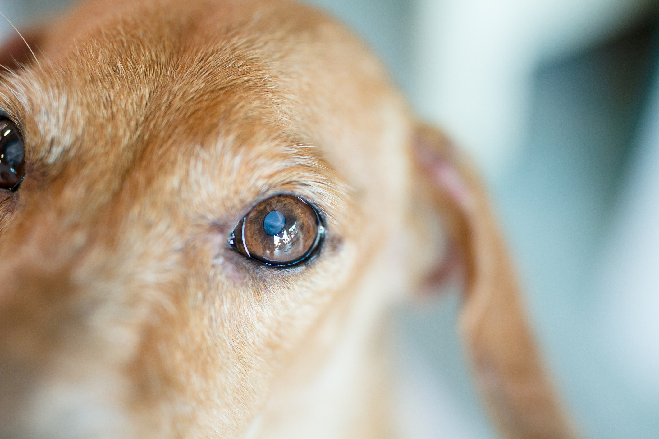 Campagna Leishmania alle Egadi, esami gratuiti ai cani
