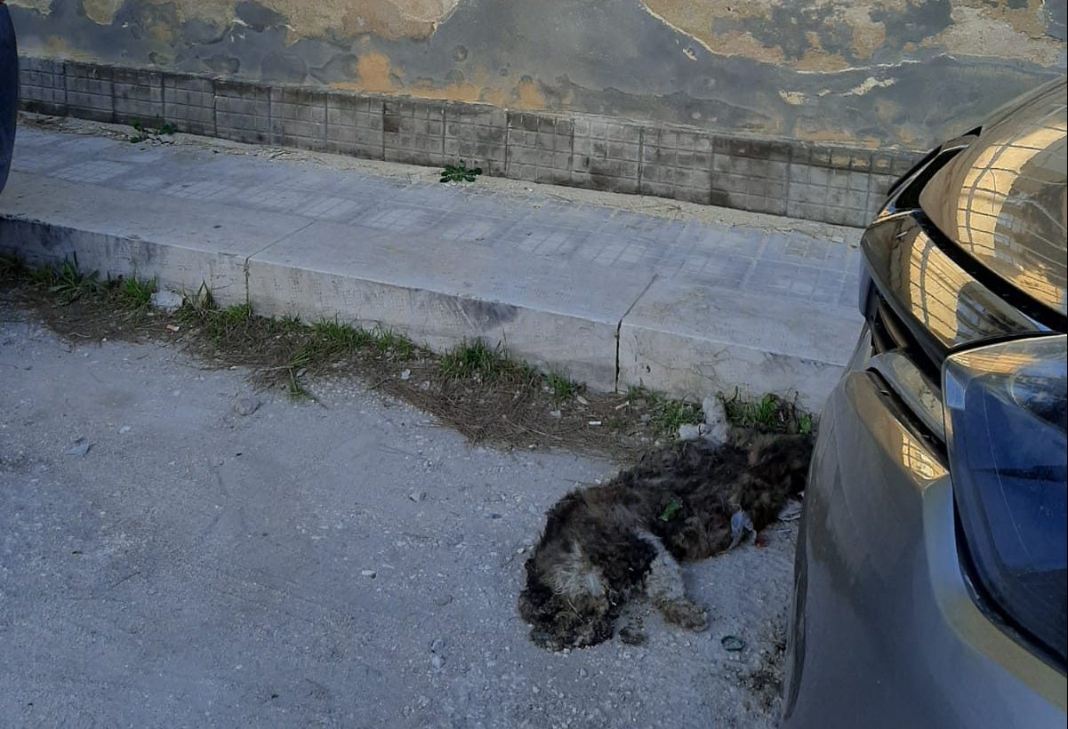 Gatto morto, da settimane il corpo davanti alla scuola Mozia