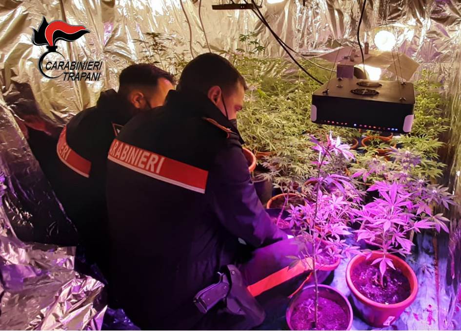 Marsala: scoperta serra con 38 piante di canapa, due arresti