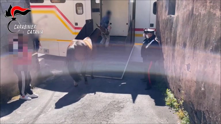 Corse clandestine di cavalli all’ombra della mafia, 3 denunce