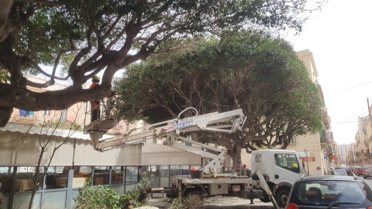 A Trapani riprende la potatura degli alberi presso scuole, cimitero e impianti sportivi
