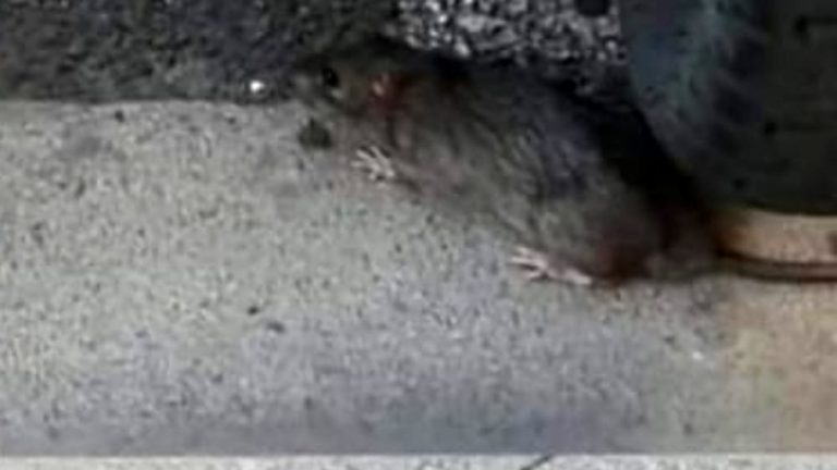 Marsala: i ratti si aggirano in centro tra i tombini maleodoranti