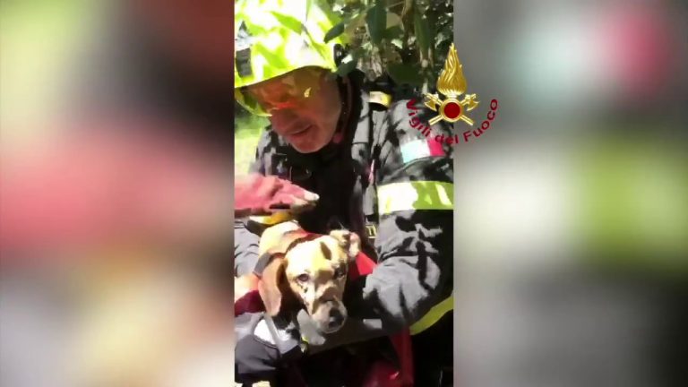 Vigili del Fuoco salvano cane caduto in un dirupo nel Pontino