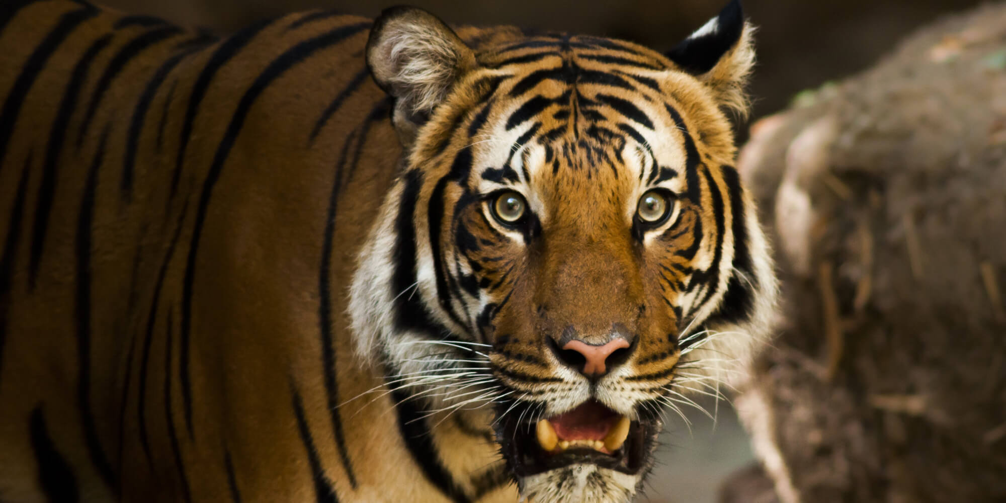 Tigre di un circo fugge e uccide  un pony