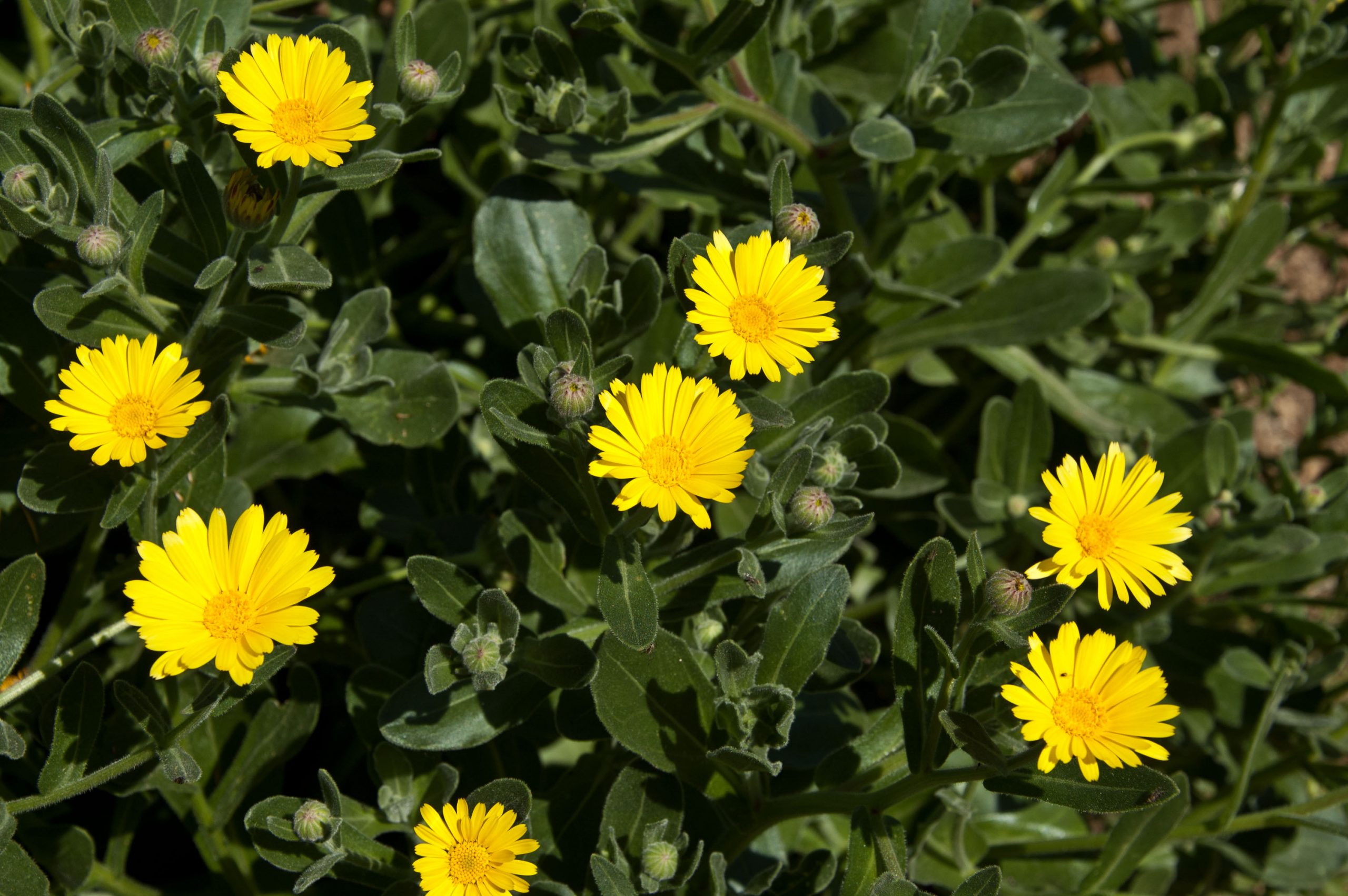 “Difendiamo la Calendula maritima”, specie vegetale protetta del trapanese