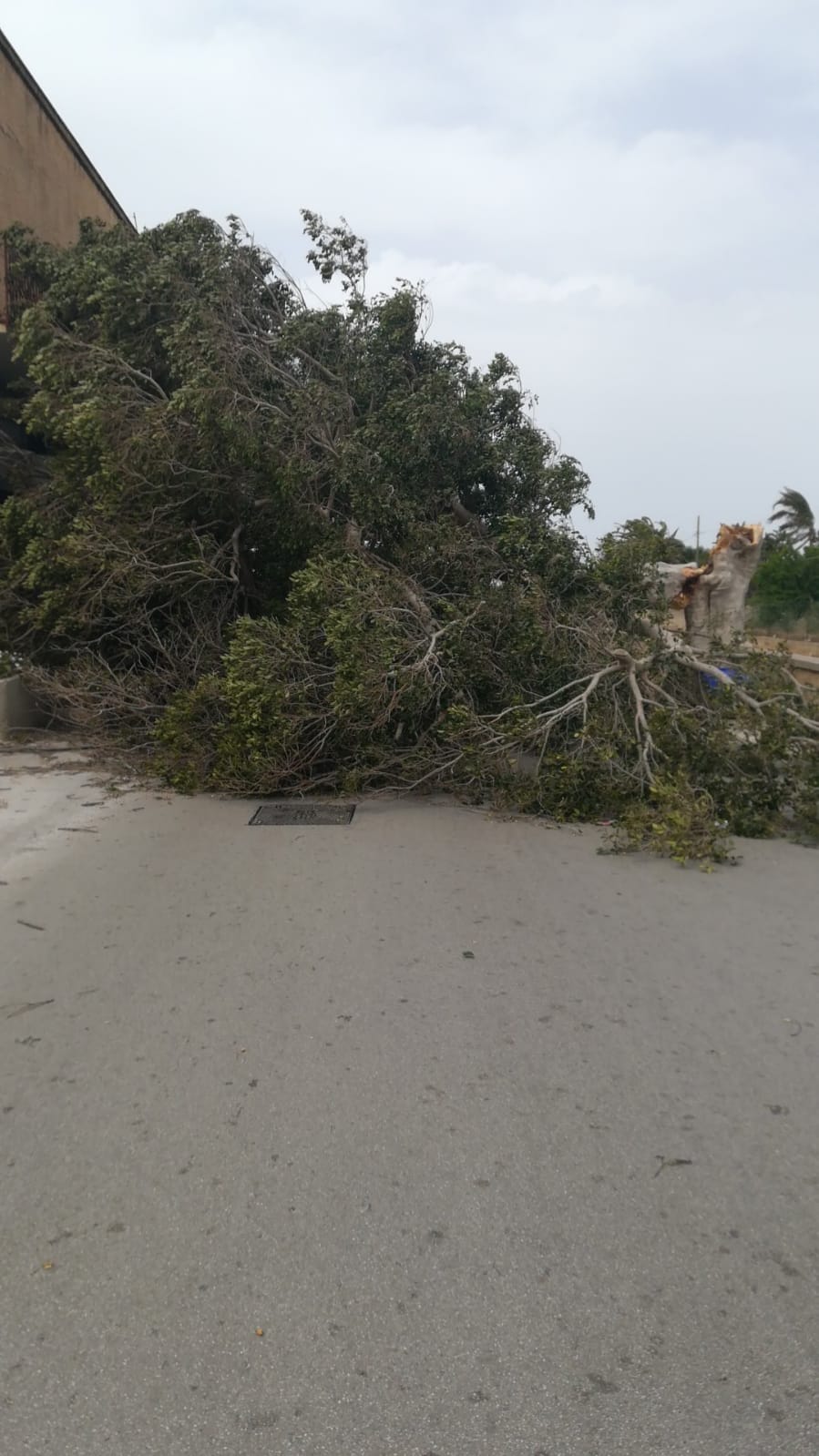 Marsala: grosso ficus cade al centro della strada per il vento