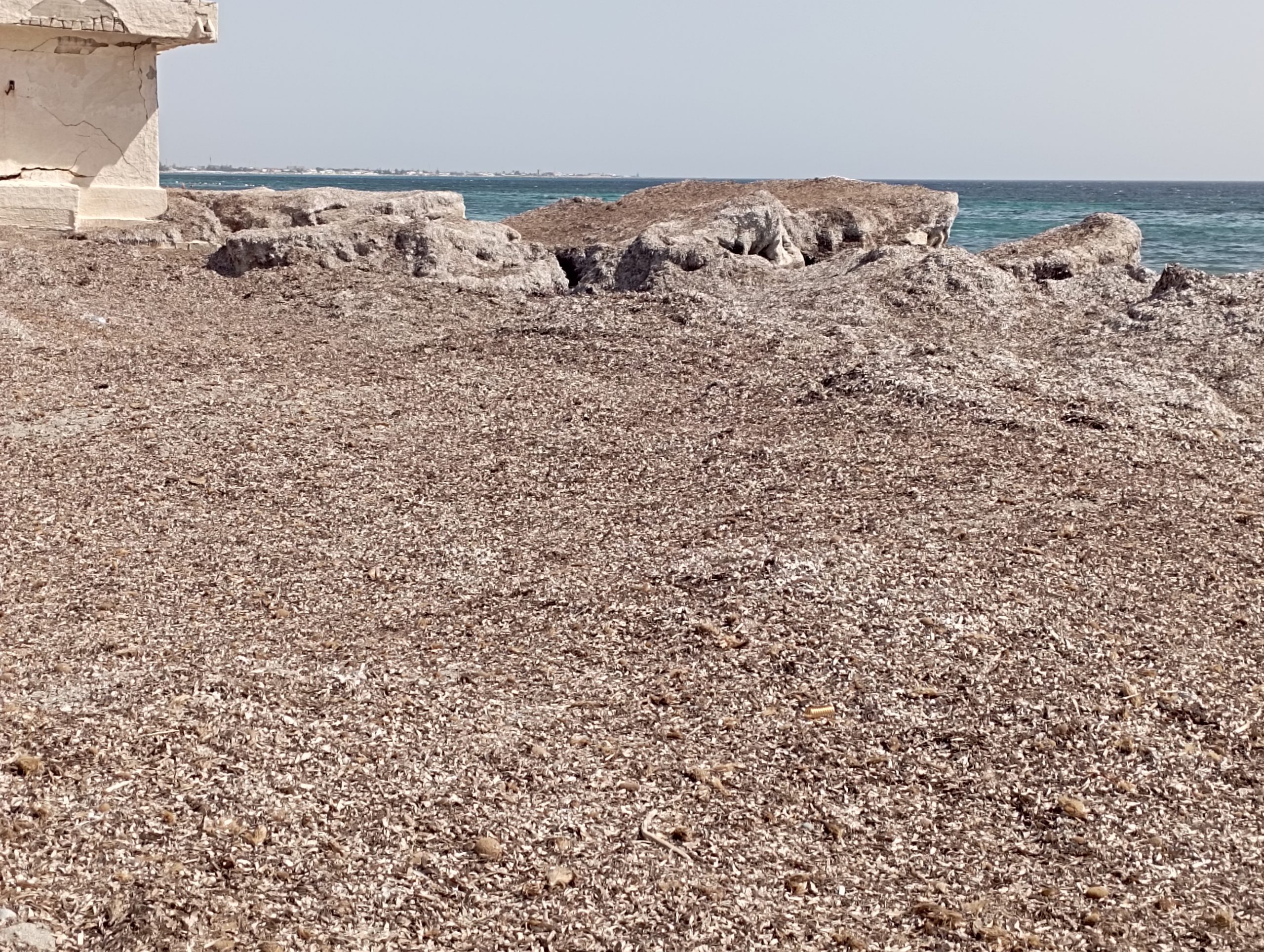 Montagne di posidonia nei litorali marsalesi, continuano le proteste
