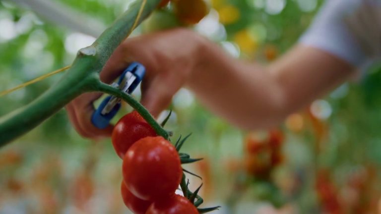 Pnrr, 500 mln per la logistica agroalimentare