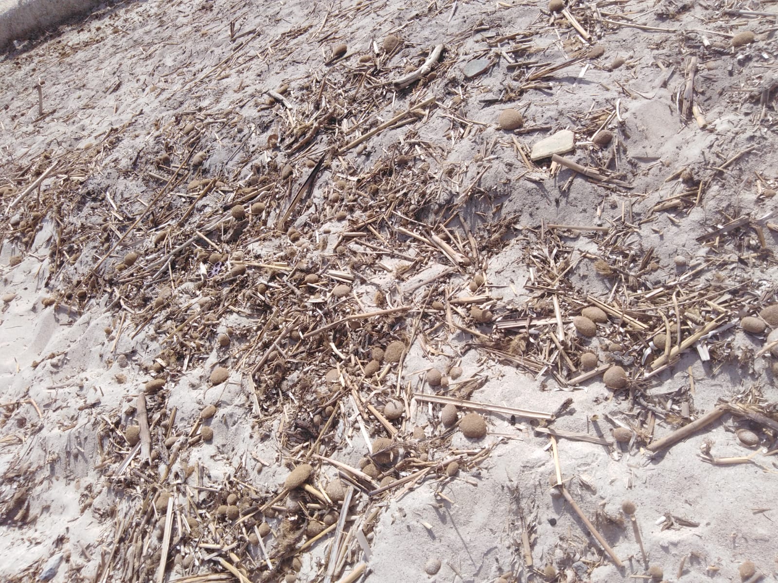 Marsala: San Teodoro sporca, necessaria una pulizia urgente