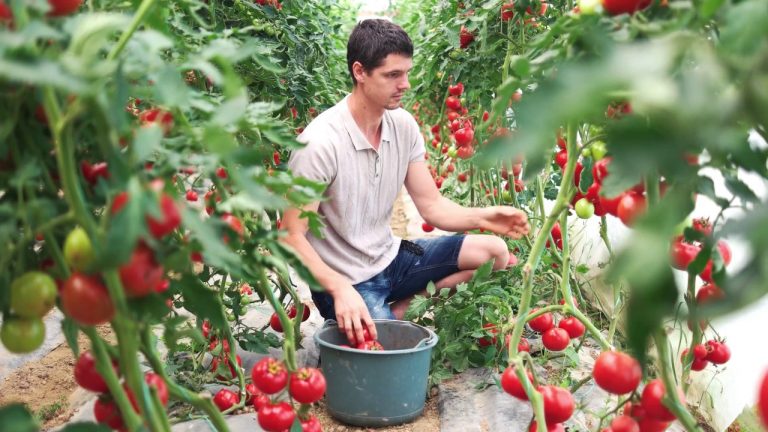 Agroalimentare, nel primo trimestre balzo Pil +6,2%