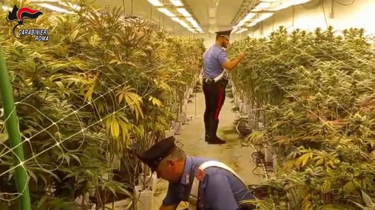 Scoperte due maxi piantagioni di marijuana vicino Roma, 11 arresti