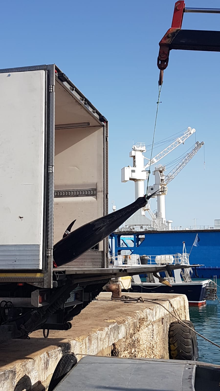 Trapani: la Capitaneria dà in beneficienza tonno rosso pescato senza autorizzazioni