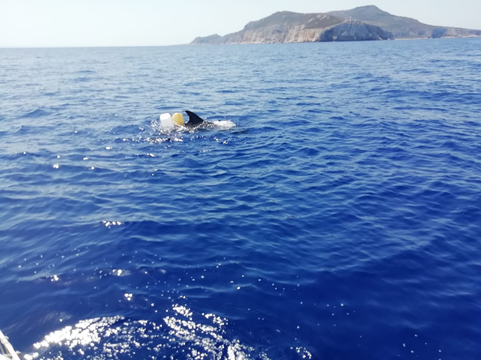 A Levanzo Guardia Costiera e Area Marina Protetta salvano un delfino impigliato