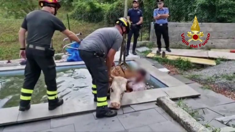 Mucca si tuffa in piscina. Le immagini dell’incredibile salvataggio