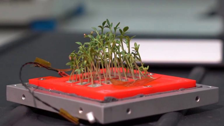 In orbita il primo micro-orto spaziale Made in Italy