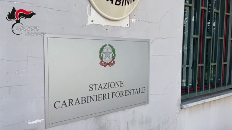 Rinvenuti rifiuti pericolosi tra coltivazioni nel napoletano