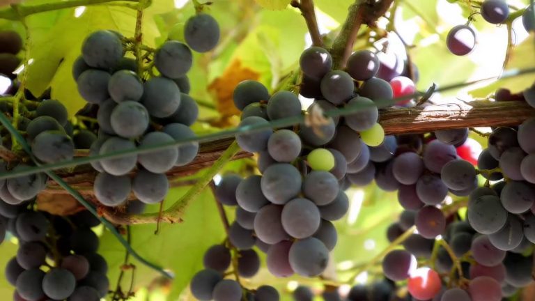56 milioni per le eccellenze dell’agroalimentare