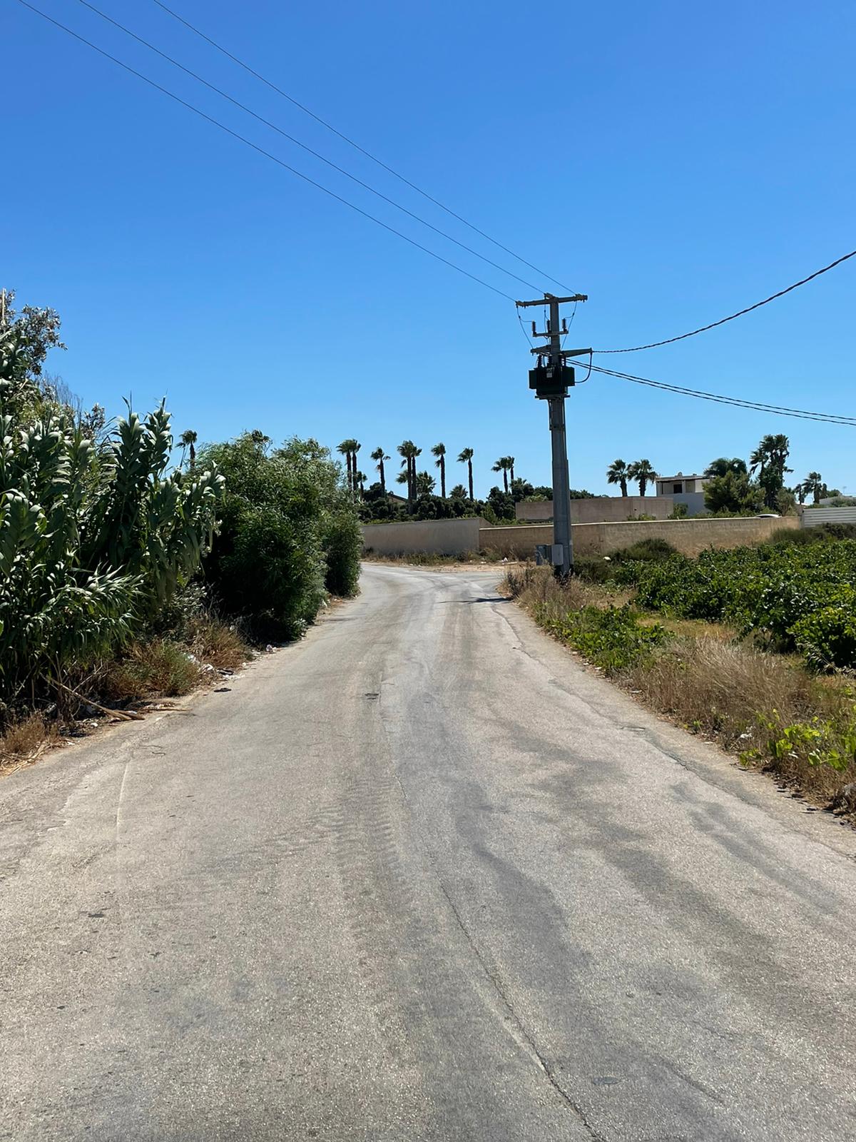 Marsala: in via Mazara Vecchia canneti da terreni privati invadono la strada. Chi interviene?