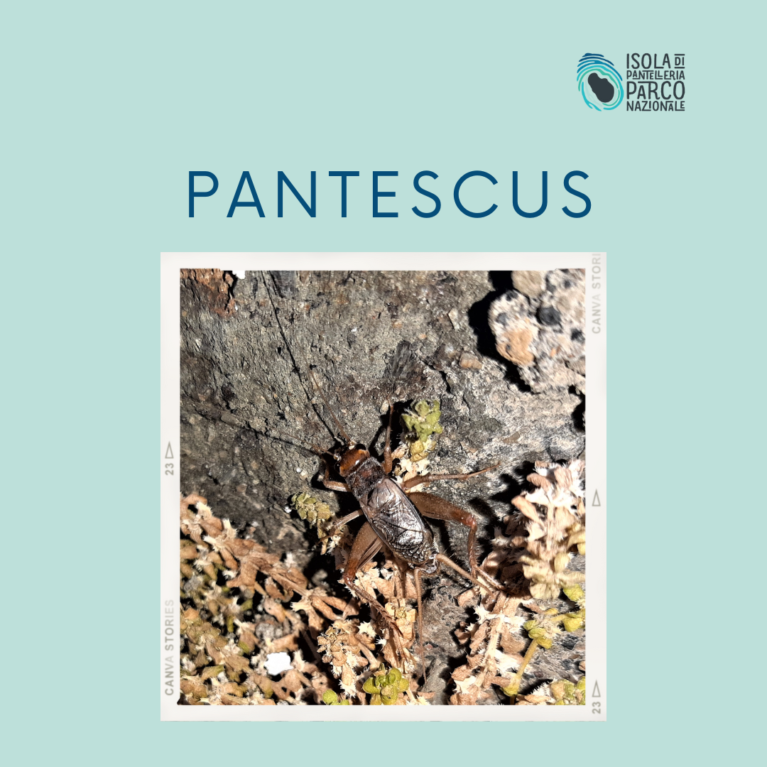 Si chiama “Pantescus” la nuova specie di grillo scoperta a Pantelleria