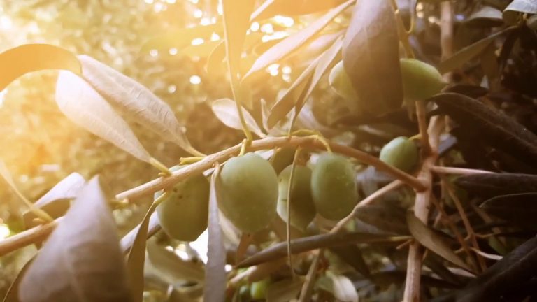 Siccità, annata difficile per l’olivicoltura