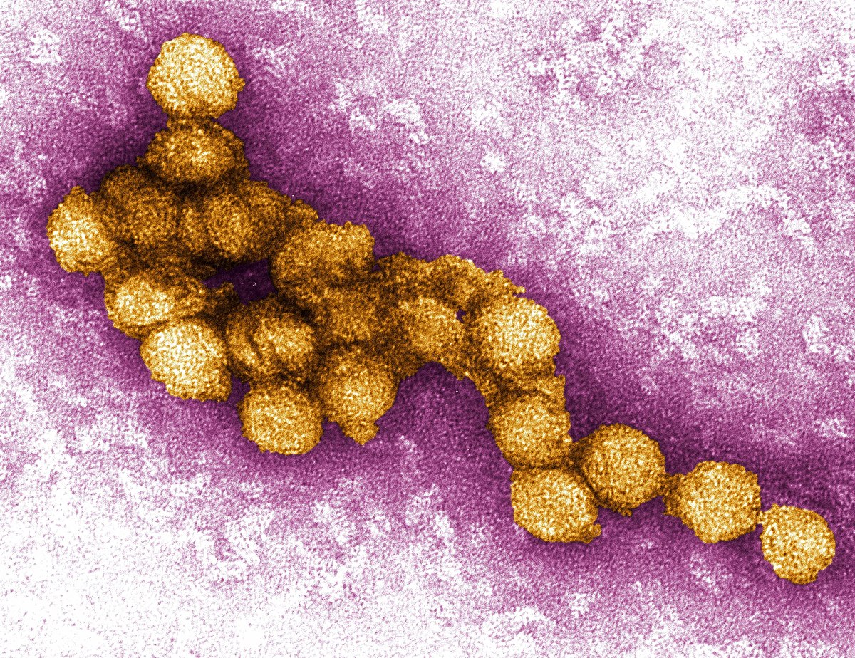 “Virus delle zanzare” a Marsala: dopo un uomo contagiati due cavalli e un gatto