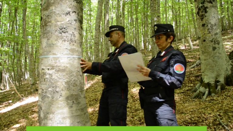 Un progetto studia l’impatto dello smog sugli ecosistemi naturali