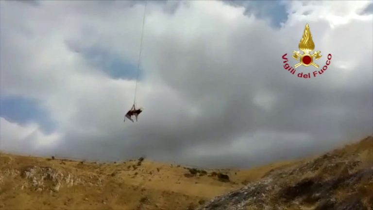 Un toro finisce in un canalone, issato in volo con un elicottero